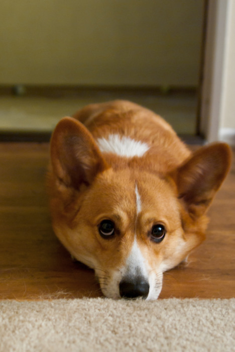 tumblr_ln7pegklNR1qjf2p7o1_500